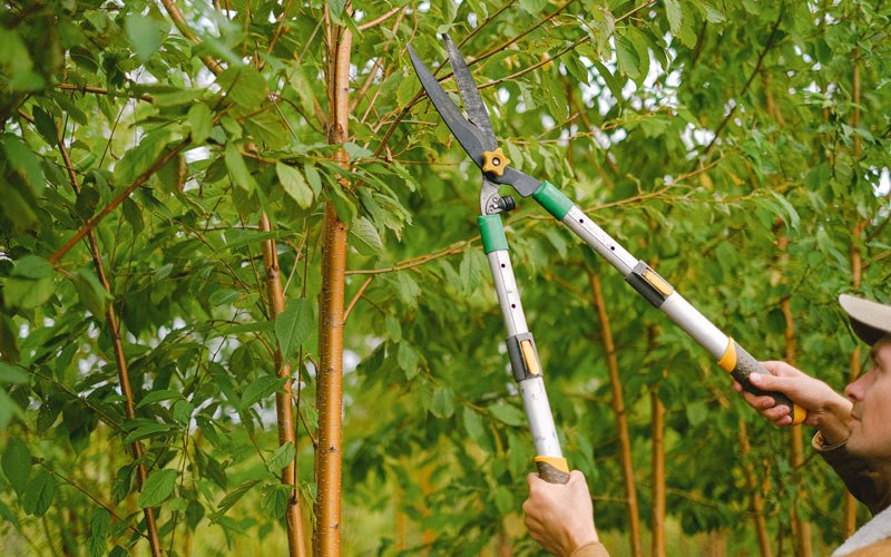 Tree trimming in Mifflinville, PA